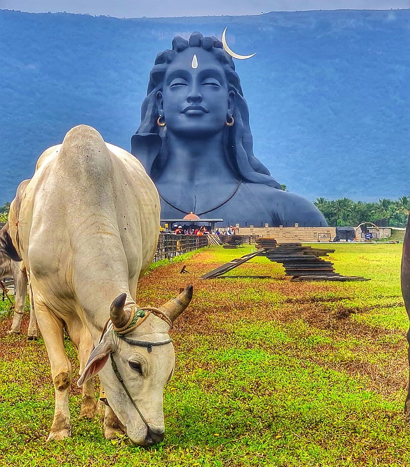 About ZAP Foundation